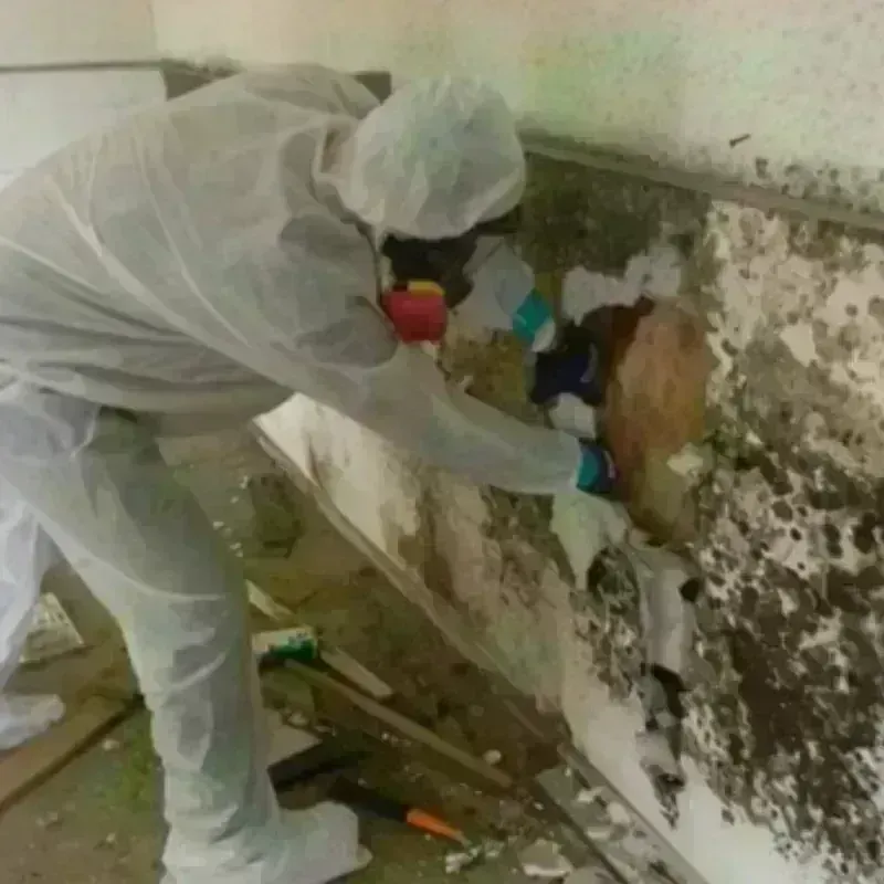 Mold Remediation and Removal in Willingboro, NJ